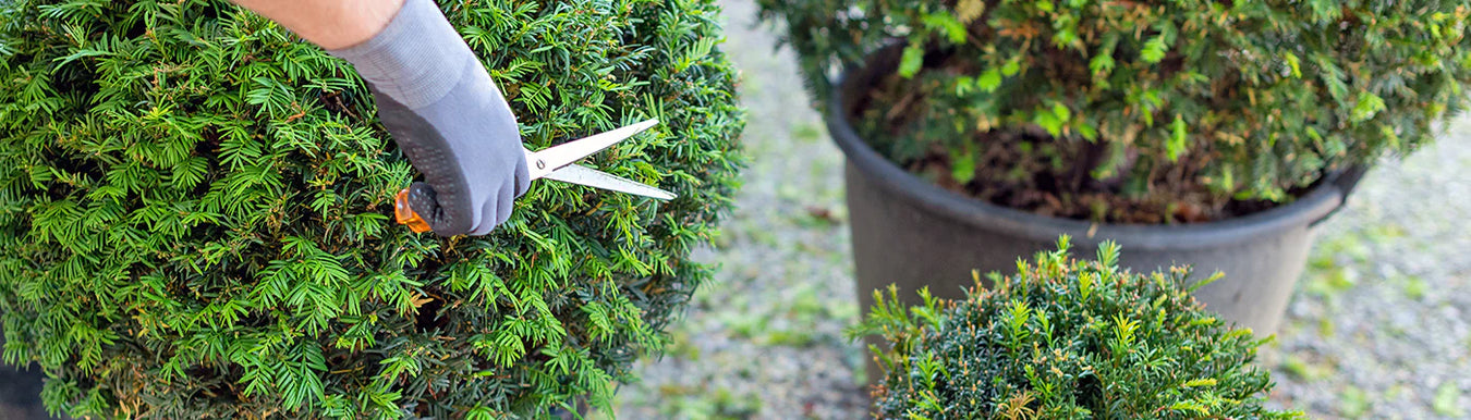 Pot Topiary